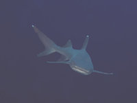 Sipadan [ 72 images ]